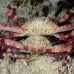 crab_swimmer_wnl_r_h_0038_kom1849.jpg